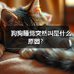 狗狗睡觉突然叫是什么原因?(图1) 狗狗睡觉突然叫是什么原因?(图1)
