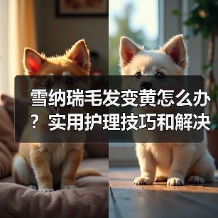 雪纳瑞毛发变黄怎么办?实用护理技巧和解决方法推荐(图2) 雪纳瑞毛发变黄怎么办?实用护理技巧和解决方法推荐(图2)