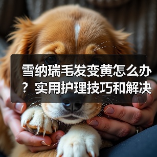 雪纳瑞毛发变黄怎么办?实用护理技巧和解决方法推荐(图4) 雪纳瑞毛发变黄怎么办?实用护理技巧和解决方法推荐(图4)