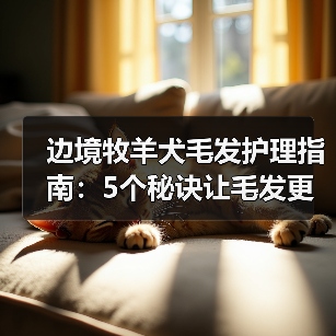 边境牧羊犬毛发护理指南:5个秘诀让毛发更健康亮丽(图2) 边境牧羊犬毛发护理指南:5个秘诀让毛发更健康亮丽(图2)