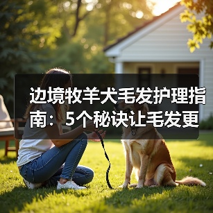 边境牧羊犬毛发护理指南:5个秘诀让毛发更健康亮丽(图3) 边境牧羊犬毛发护理指南:5个秘诀让毛发更健康亮丽(图3)