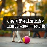 小狗流尿不止怎么办?正确方法解析与预防指南(图2) 小狗流尿不止怎么办?正确方法解析与预防指南(图2)