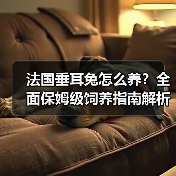 法国垂耳兔怎么养?全面保姆级饲养指南解析(图4) 法国垂耳兔怎么养?全面保姆级饲养指南解析(图4)