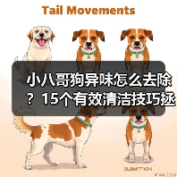 小八哥狗异味怎么去除？15个有效清洁技巧拯救宠物与主人的相处体验（图4）