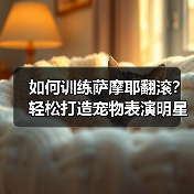如何训练萨摩耶翻滚？轻松打造宠物表演明星（图3）