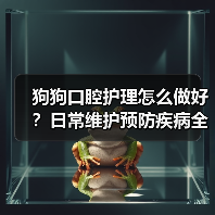 狗狗口腔护理怎么做好?日常维护预防疾病全指南(图1) 狗狗口腔护理怎么做好?日常维护预防疾病全指南(图1)