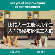 比特犬一生能认几个主人?揭秘与多位主人的情感纽带(图2) 比特犬一生能认几个主人?揭秘与多位主人的情感纽带(图2)