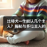 比特犬一生能认几个主人?揭秘与多位主人的情感纽带(图4) 比特犬一生能认几个主人?揭秘与多位主人的情感纽带(图4)