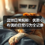 蓝猫日常揭秘:优雅小布偶的日常行为全记录(图1) 蓝猫日常揭秘:优雅小布偶的日常行为全记录(图1)