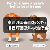 泰迪呼吸声重怎么办？排查病因及科学治疗全解析（图2）