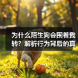 为什么陌生狗会围着我转?解析行为背后的真相(图3) 为什么陌生狗会围着我转?解析行为背后的真相(图3)