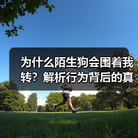 为什么陌生狗会围着我转?解析行为背后的真相(图4) 为什么陌生狗会围着我转?解析行为背后的真相(图4)