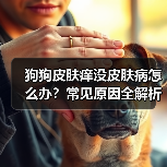 狗狗皮肤痒没皮肤病怎么办?常见原因全解析(图1) 狗狗皮肤痒没皮肤病怎么办?常见原因全解析(图1)