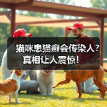 猫咪患猫癣会传染人?真相让人震惊!(图3) 猫咪患猫癣会传染人?真相让人震惊!(图3)