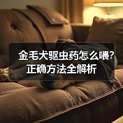 金毛犬驱虫药怎么喂？正确方法全解析（图1）