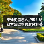 泰迪狗瘟怎么护理?这些方法能帮它渡过难关(图4) 泰迪狗瘟怎么护理?这些方法能帮它渡过难关(图4)
