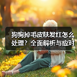 狗狗掉毛皮肤发红怎么处理?全面解析与应对方法(图1) 狗狗掉毛皮肤发红怎么处理?全面解析与应对方法(图1)