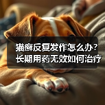 猫癣反复发作怎么办?长期用药无效如何治疗?(图4) 猫癣反复发作怎么办?长期用药无效如何治疗?(图4)