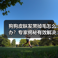 狗狗皮肤发黑掉毛怎么办?专家揭秘有效解决方法(图4) 狗狗皮肤发黑掉毛怎么办?专家揭秘有效解决方法(图4)