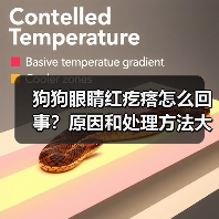 狗狗眼睛红疙瘩怎么回事？原因和处理方法大全（图2）