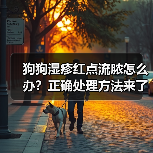 狗狗湿疹红点流脓怎么办？正确处理方法来了！（图1）
