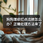 狗狗湿疹红点流脓怎么办？正确处理方法来了！（图3）