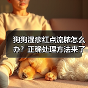狗狗湿疹红点流脓怎么办？正确处理方法来了！（图4）