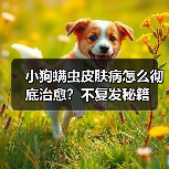 小狗螨虫皮肤病怎么彻底治愈?不复发秘籍(图2) 小狗螨虫皮肤病怎么彻底治愈?不复发秘籍(图2)