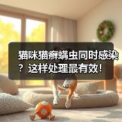 猫咪猫癣螨虫同时感染?这样处理最有效!(图2) 猫咪猫癣螨虫同时感染?这样处理最有效!(图2)