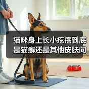 猫咪身上长小疙瘩到底是猫癣还是其他皮肤问题?(图2) 猫咪身上长小疙瘩到底是猫癣还是其他皮肤问题?(图2)