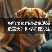狗狗湿疹用硫磺皂洗澡危害大？科学护理方法揭秘（图3）