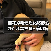 猫咪掉毛溃烂化脓怎么办？科学护理+病因解析（图2）
