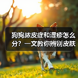 狗狗脓皮症和湿疹怎么分?一文教你辨别皮肤问题(图1) 狗狗脓皮症和湿疹怎么分?一文教你辨别皮肤问题(图1)