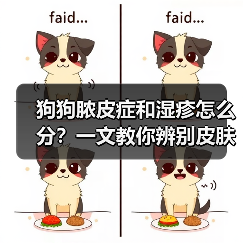 狗狗脓皮症和湿疹怎么分?一文教你辨别皮肤问题(图4) 狗狗脓皮症和湿疹怎么分?一文教你辨别皮肤问题(图4)