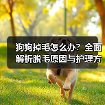 狗狗掉毛怎么办?全面解析脱毛原因与护理方法(图3) 狗狗掉毛怎么办?全面解析脱毛原因与护理方法(图3)