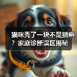 猫咪秃了一块不是猫癣？家庭诊断误区揭秘（图4）