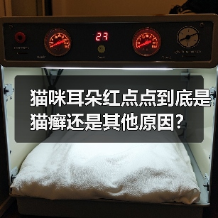 猫咪耳朵红点点到底是猫癣还是其他原因？（图1）