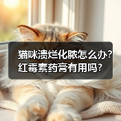 猫咪溃烂化脓怎么办？红霉素药膏有用吗？（图4）