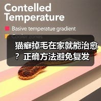 猫癣掉毛在家就能治愈？正确方法避免复发（图1）