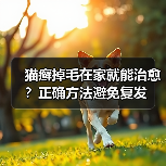 猫癣掉毛在家就能治愈？正确方法避免复发（图3）