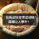 狗狗皮肤变黑是好转？真相让人意外！（图2）