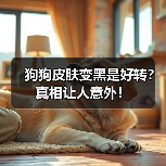 狗狗皮肤变黑是好转？真相让人意外！（图3）
