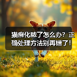 猫癣化脓了怎么办?正确处理方法别再错了!(图4) 猫癣化脓了怎么办?正确处理方法别再错了!(图4)