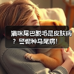 猫咪尾巴脱毛是皮肤病?警惕种马尾病!(图1) 猫咪尾巴脱毛是皮肤病?警惕种马尾病!(图1)