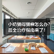 小奶猫得猫癣怎么办?最全治疗指南来了!(图3) 小奶猫得猫癣怎么办?最全治疗指南来了!(图3)
