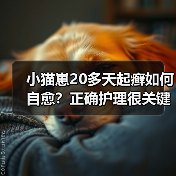 小猫崽20多天起癣如何自愈?正确护理很关键(图1) 小猫崽20多天起癣如何自愈?正确护理很关键(图1)