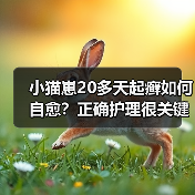 小猫崽20多天起癣如何自愈?正确护理很关键(图4) 小猫崽20多天起癣如何自愈?正确护理很关键(图4)