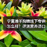 宁夏滩羊狗粮线下专供怎么样？评测营养适口性及透明度分析