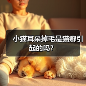 小猫耳朵掉毛是猫癣引起的吗？（图3）