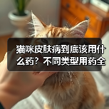 猫咪皮肤病到底该用什么药?不同类型用药全解析(图2) 猫咪皮肤病到底该用什么药?不同类型用药全解析(图2)